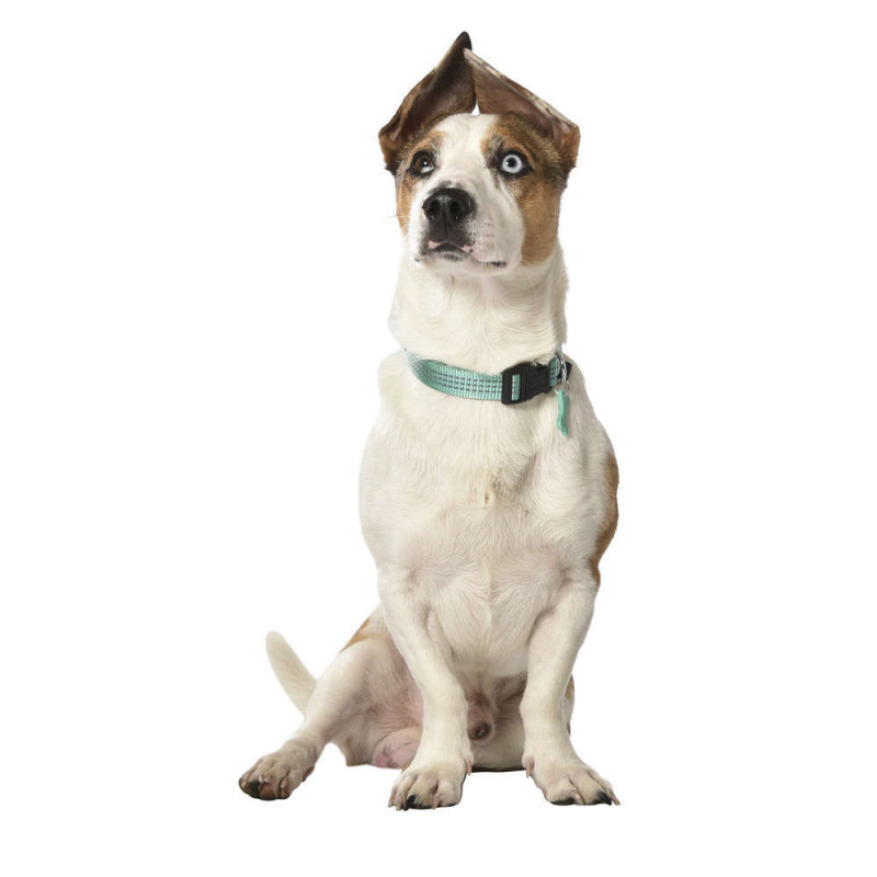 Collier Safe pour chien de couleur lagon et de tai