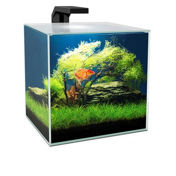 Aquarium équipé Cube transparent - 15 litres