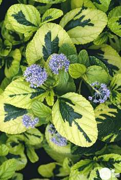 Nourriture pour poissons de pleine eau TetraMin Gr