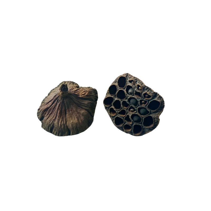 2 gousses de lotus pour crevettes