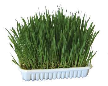 Herbe à ronger 100G