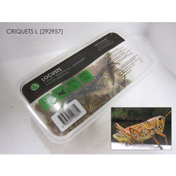 Criquets adultes pour alimentation reptiles : 10 p