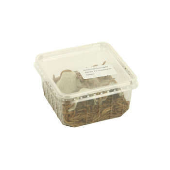 Vers de farine pour alimentation reptiles, 100 gr