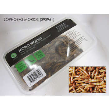 Zophobas Morios pour alimentation reptiles, 50 gr