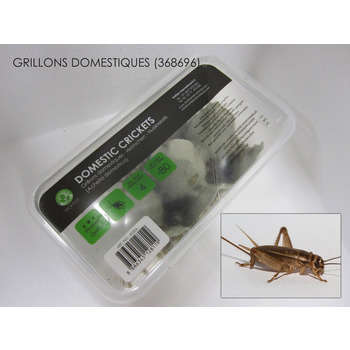 Grillons alimentation reptiles, taille petit, 70/8