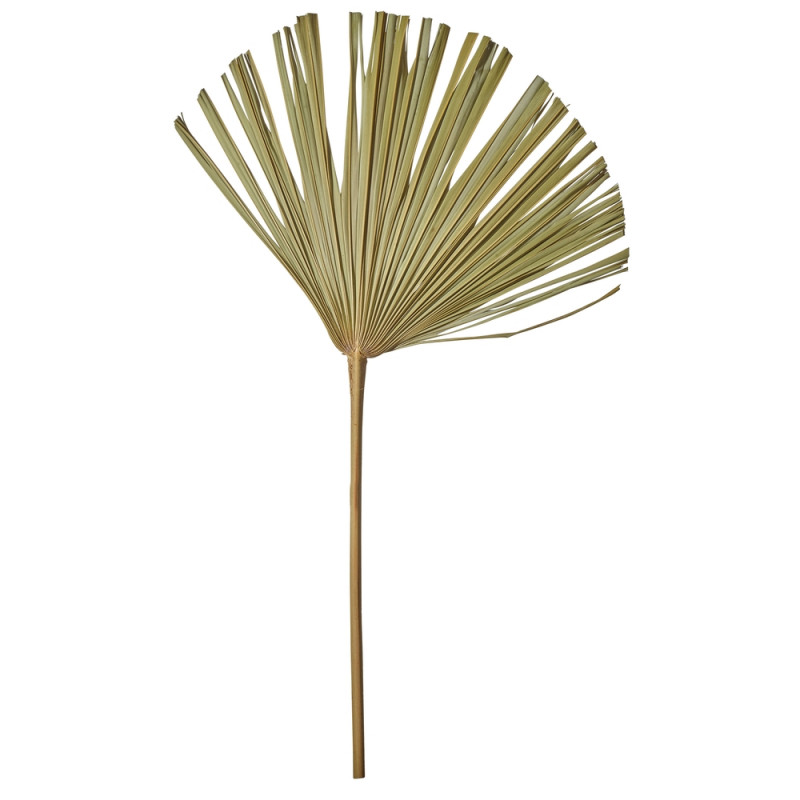 Feuille de palmier éventail