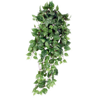 Chute de Scindapsus : vert, L.80xl.30xh.15cm