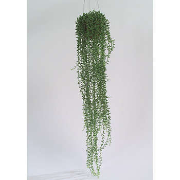 Senecon grand en pot : h.70cm