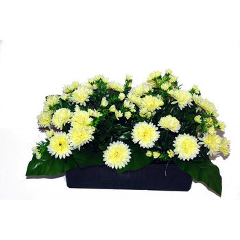 Jardinière 40Cm de 48 chrysantheme crème , H35CM -