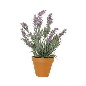 Lavande en pot basalte Ø 11,5 cm, violet Ø 20 x H.