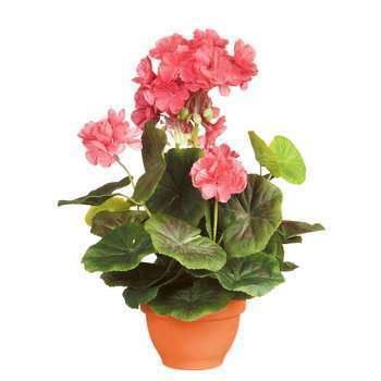 Geranium en pot Ø 11,5 cm, saumon Ø 23 x H. 32 cm