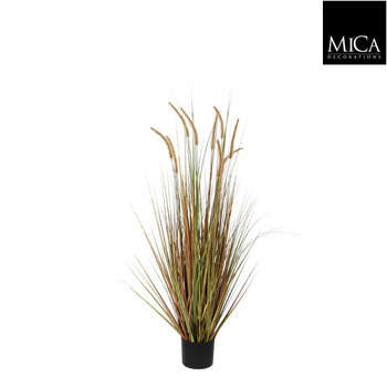 Herbe panache dogtail en pot, vert H. 120 cm