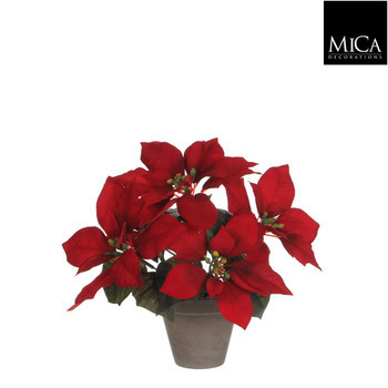 Poinsettia rouge, D. 11,5 cm