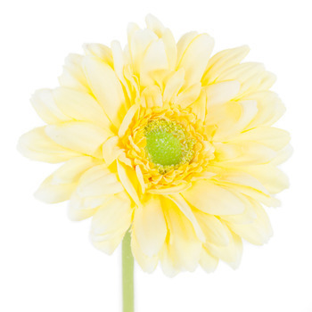 Gerbera artificiel : jaune H.49cm