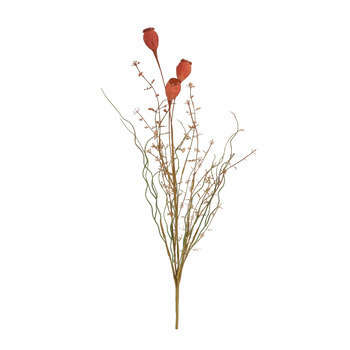 Tige Coquelicot saumon sechée
