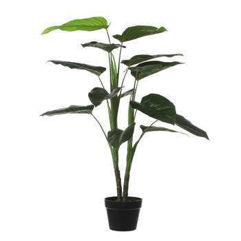 Plante en pot Philodendron H. 100xD. 70cm