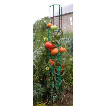Colonne tomate : 180cm